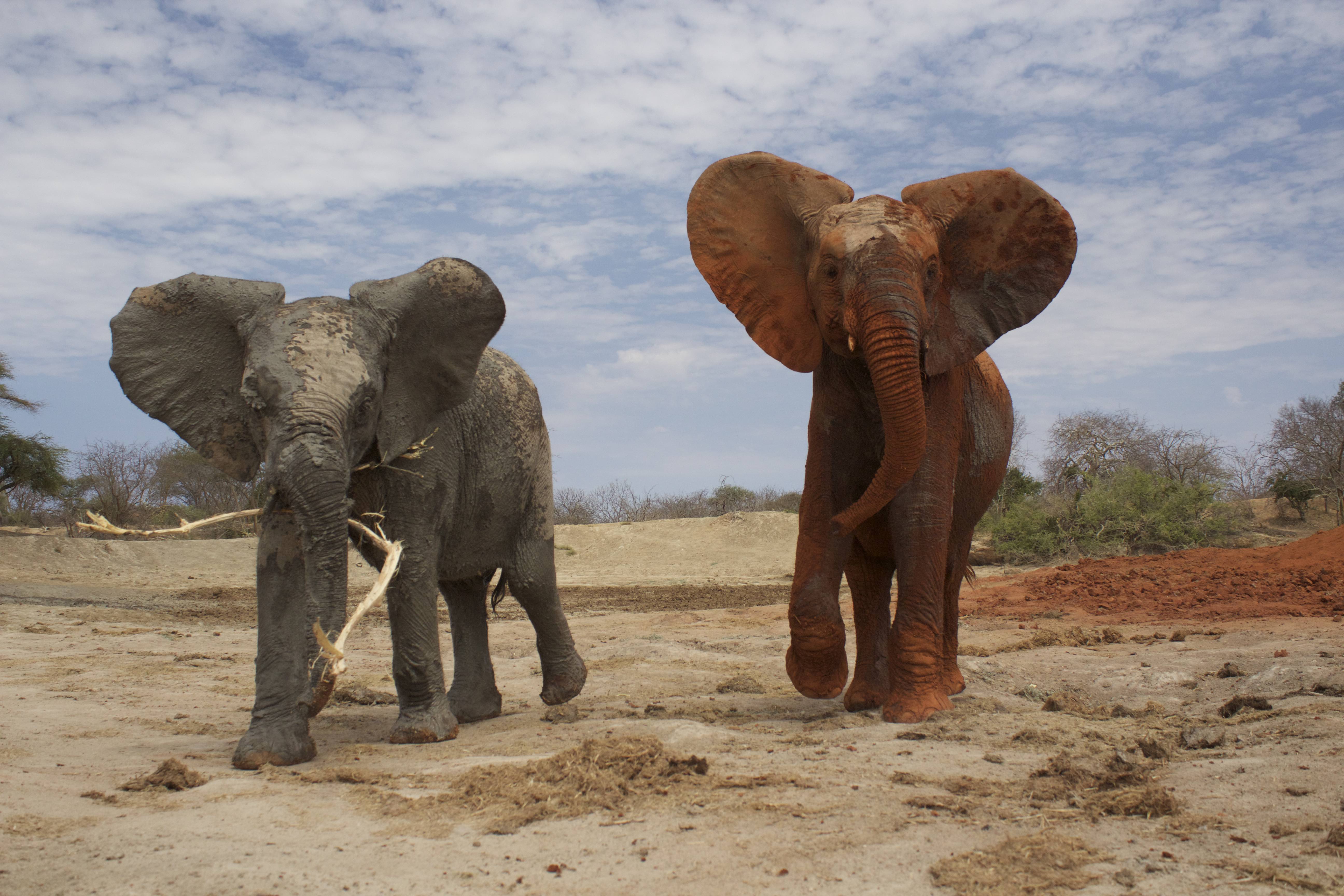 Here come the Baby Elephants - East Africa Safari Ventures